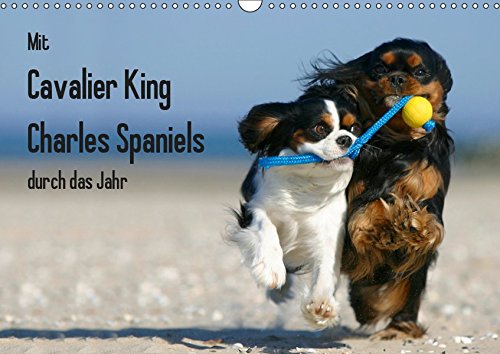 Mit Cavalier King Charles Spaniels durch das Jahr (Wandkalender 2019 DIN A3 quer): Cavalier King Charles Spaniel in allen Farbschlägen begleiten Sie ... (Monatskalender, 14 Seiten ) (CALVENDO Tiere)