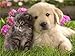 Produktbild BEST FRIENDS CAT & DOG GLOSSY POSTER PICTURE PHOTO kitten puppy cute cuddly by ConversationPrints