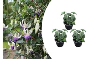 Bloomique - Set de 3 - Fuchsia ‘Delta Sarah’ - Fucsia - Plantas de jardín - Resistente al frío - 15-25 cm de altura - Maceta 10,5 cm