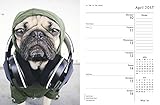Image de Doug the Pug 2017 Calendar