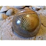 Halbkugel Spähre mit Sand und Muscheln in hochglanz/glasoptik 5cm Herzmuscheln am Strand