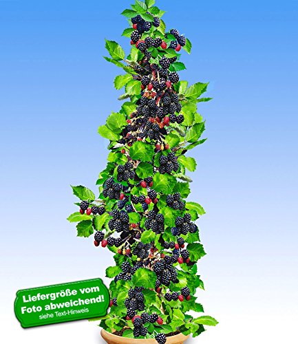 BALDUR-Garten Säulen-Brombeeren Navaho® 'Big&Early', 1 Pflanze, Rubus fruticosa