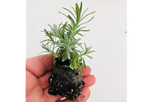 WOLDS COLLECTION Pack x6 English Lavender Augustifolia 'Hidcote' Perennial Garden Plug Plants