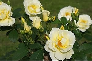 Müller Münchehof GmbH Bodendeckerrose in div. Farbnuancen – im Container Farbe Gelb