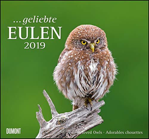 ... geliebte Eulen 2019 - DuMont Wandkalender - mit den wichtigsten Feiertagen - Format 38,0 x 35,5 cm