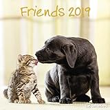 Friends 2019 - Tierkalender, Broschürenkalender, Wandkalender - 30 x 30 cm by 