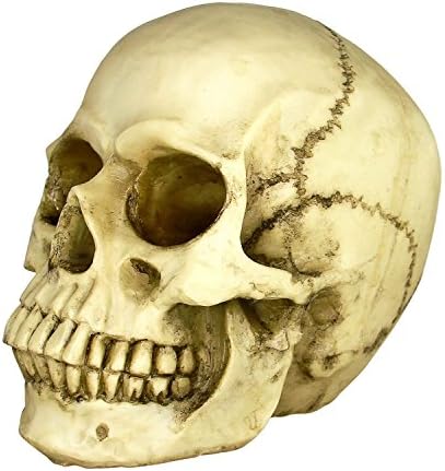 Lifine Halloween Life Size Replica Realistic Human Skull Gothic Halloween decoration Ornament