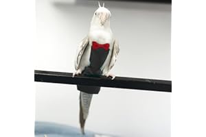 KUSO Parrot - Pannolino Lavabile Riutilizzabile per Uccelli, pappagallini, calopsitte, cacatua, aras africani (L, Nero)