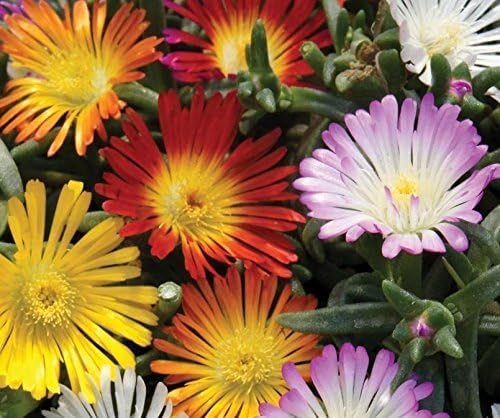 Pack x6 Delosperma Jewel of Desert 'Mixed' Perennial Garden Plug Plants