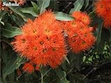  ¡Gran venta! 60 piezas de eucalipto del arco iris deglupta, plantas angiospermas perenne semillas de flores, la planta del árbol de eucalipto para el jardín Planta 22