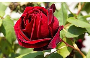 VIVAIO SANTABERNADETTA PIANTA PIANTE DI ROSA ROSE ARREDO GIARDINO A RADICE NUDA COLORE ROSSO VELLUTATO