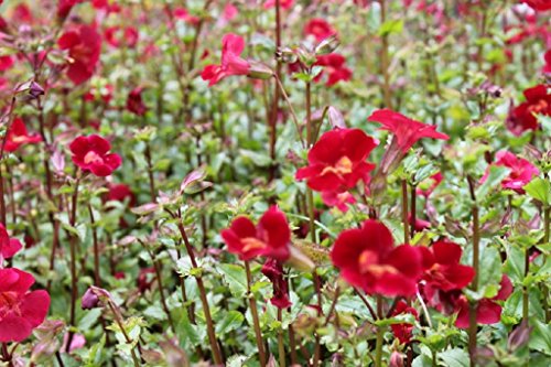 Wasserpflanzen Wolff - Mimulus cupreus 'Roter Kaiser' - Gauklerblume, rot