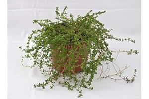 MONDOPIANTE Pianta Timo Al Limone Vaso 14cm