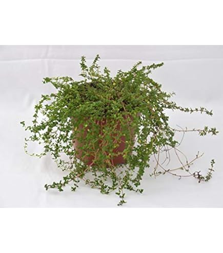 Coltivazione Orto Italiano Peperoncino Tabasco - Pianta Vera In Vaso 14 Cm, Pronta Per Trapianto, Made In Italy Vivaio Italiano Piante Orto