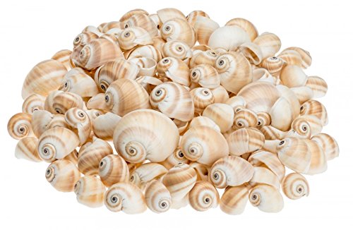 NaDeco® Schnecke Mattukan 1kg | Deko Muschel | Dekoschnecke | Deko Schnecken | Muscheln und Schnecken | maritime Dekoration