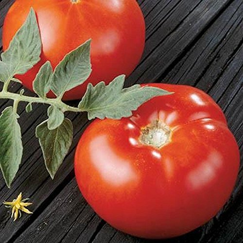 Preisvergleich Produktbild PLAT FIRM GERMINATIONSAMEN: 50 - Samen: Sunbrite F1 Tomatensamen - gut geeignet für Sommerernte