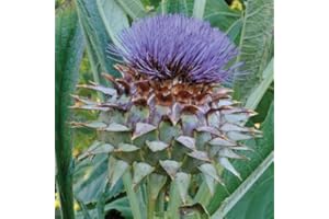 COUNTRY CLIMBERS & GARDEN FAVOURITES Cardoon Cynara cardunculus herb Plant Globe Thistle flowrs Loved by Bees Butterflies pollinators 9cm Pot