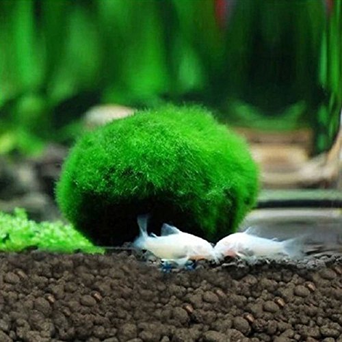 Freeas Marimo Moss Balls - Aesthetically Beautiful &amp; Create Healthy Environment - Eco-Friendly, Low Maintenance &amp; Curbs Algae Growth - Shrimps &amp; Snails Love Them (1 Pcs)