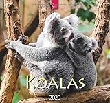 Koalas: Original Stürtz-Kalender 2020 - Mittelformat-Kalender 33 x 31 cm by