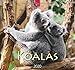 Koalas: Original Stürtz-Kalender 2020 - Mittelformat-Kalender 33 x 31 cm by