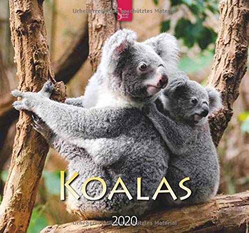 Koalas: Original Stürtz-Kalender 2020 - Mittelformat-Kalender 33 x 31 cm