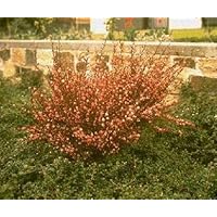 Cytisus praecox Hollandia - Ginster Hollandia - Elfenbeinginster - Edelginster - Schmuckginster - Besenginster