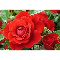 'Badener Sommergruß' -R-, Kletterrose im 4 L Container