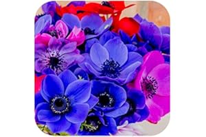 Anemone x 50 Bulbs corms De Caen Mixture Mixed by Growtanical®