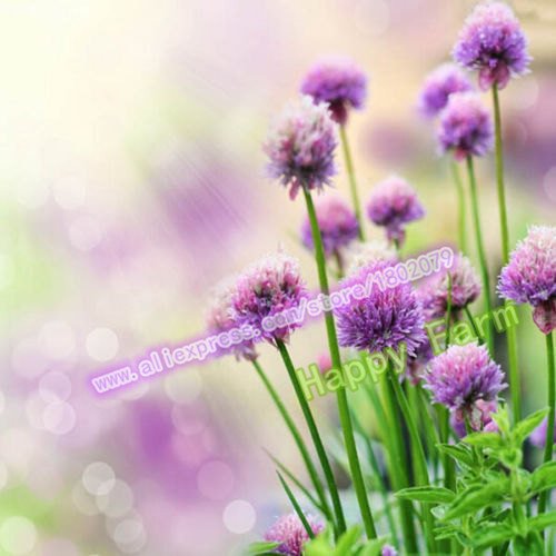 200 Stück Lila Riesen-Lauch Giganteum Schöne Blumensamen Gartenpflanze Geschenk - 4