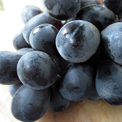 50 Samen Miniatur Weinrebe dunkle Trauben Süß Bonsai Zimmerpflanze - 2