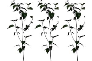 GENÉRICO 3 Plantas natural Morus Nigra. Morera Negra 20-30 cm. En cepellón listo para plantar. Produce moras dulces y nutritivas, atrae aves, mejora el suelo y ofrece sombra en jardines.