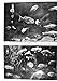 Produktbild Old Original Antik viktorianischen Print 1930 Fisch Aquarium Rock Bass indischen Goramy Punkten-Dornhai 2003 Passwörter 532 M230