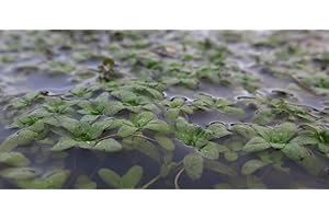 Lincolnshire Pond Plants Ltd Callitriche Stagnalis (Starwort) Oxygenating Pond Plant - Fish or Wildlife Pond and bog Aquatic Plants - 2 Bunches