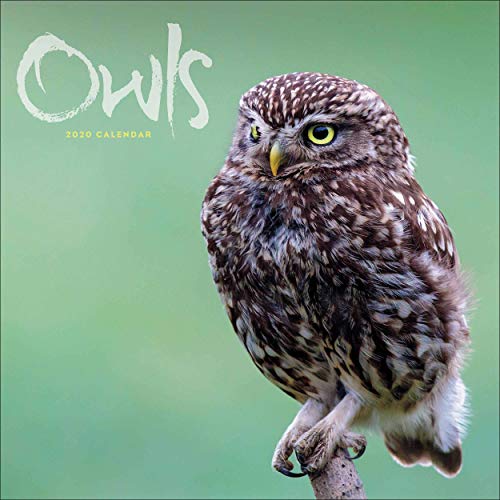 Télécharger Owls Square Wall Calendar 2020 PDF