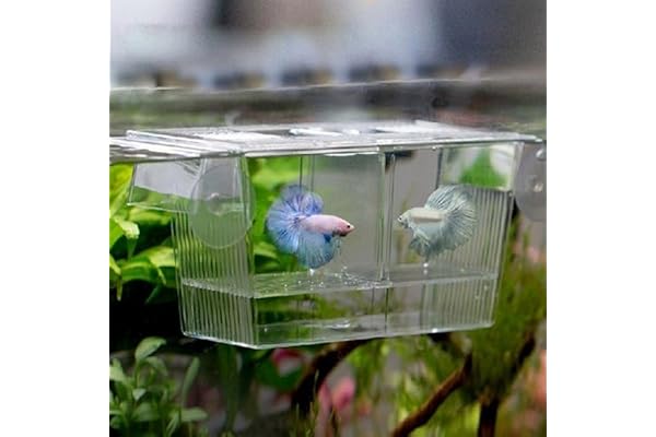 Yinong Pondoir Flottant 2 en 1 Aquarium d'Elevage Incubateur de Poissons Boîte (20 x 10 x 10cm)