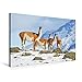 Produktbild Calvendo Premium Textil-Leinwand 75 cm x 50 cm Quer, Wer stört Ein Gruppe neugieriger Vikunja im winterlichen Torres Del Paine National Park | Wandbild, Bild Paine National Park, Chile Orte Orte