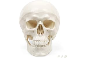 Elementary Anatomy - Modelo Anatómico Humano - Modelo de Cráneo Humano de Tamaño Natural - 3 partes, Versión Económica para Enseñanza Escolar