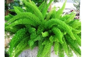 BEST4GARDEN 'Myers' Asparagus Fern - Foxtail fern - Evergreen and easy care plant - Great for growing in planters and baskets - Stunning symmetrical look - Spring flowering and autumn berries provide year round interest - Delicate and soft needle style leaves - Easy care plant - An unusual yet wonderful plant for gardens, containers and hanging planters.