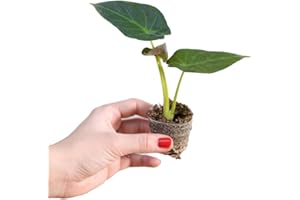 PLNTS - Baby Alocasia Regal Shield - Zimmerpflanzen, Pflanzen Echt, Nachhaltige Verpackung - 2cm Stecklinge - Höhe 12cm - Direkt von der Gärtnerei