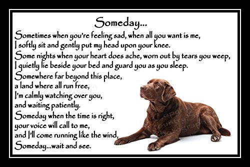 Chocolate-Brown-Labrador-Pet-Dog-Bereavement-Memorial-Print-unframed-Someday