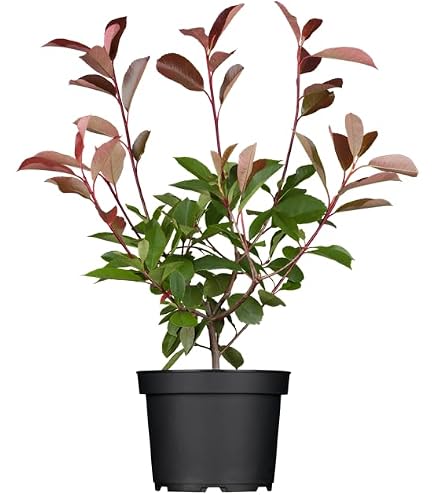 Rote Glanzmispel 'Red Robin' - Photinia fraseri 'Red Robin' - Containerware  60-100cm - Garten von Ehren : Amazon.de: Garten