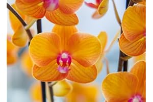 CAMBRIDGE BEE Real Live Phalaenopsis Orchid VAR. BolognaOrange 12Ø 65cm 2stem Flow Flowering Plant
