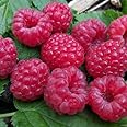 Plant World Seeds - Raspberry 'Ruby Red' Seeds (Berry Seeds)
