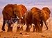 Tierwelt Afrika 2014 by 
