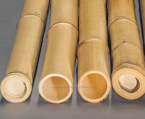 10er Set Bambusrohr gelb, Moso Bambus, gebleicht, Durch. 4,5 – 6cm, Länge 300cm (BAYS3005) - 5