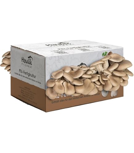 Hawlik Kit Culture Pleurotes En Huître - Prêt à Pousser, Récolte Facile à La Maison, Goût Viande De Veau, Petit Format