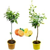 Verdecora Pack Lemon and Orange Plant Pot 5L Natural Plants Outdoor | Fruit Trees, Citrus, For Orchard or Garden