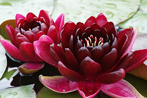 Nymphaea 'Black Princess' Blutrote Seerose Teichpflanze Schwimmpflanze