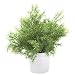 Produktbild Euro Palms 82505626 Asparagus 24 cm