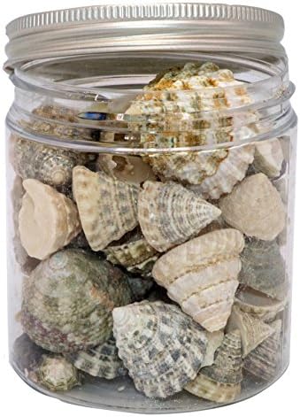 Quality Selected Seashells Fenestrate Top shells for Seashell Vases, Seashell Boxes, Seashell Frames, Seashell Jewelry Making &amp; Mini Garden Miniture